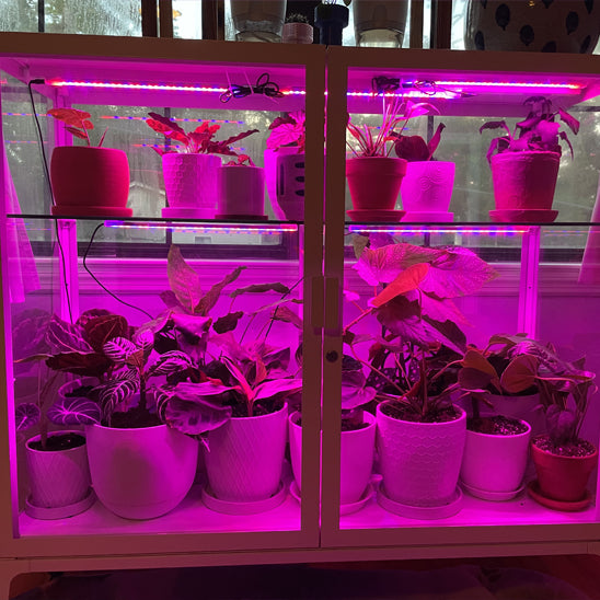 lampe-horticole-led-calathea-serre