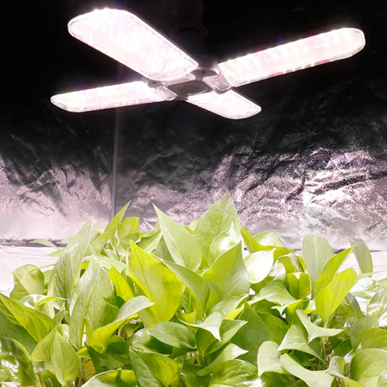 lampe-horticole-led-rhapis-serre-1