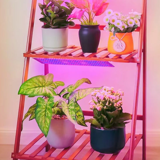 lampe-pour-plante-cycas-plantes