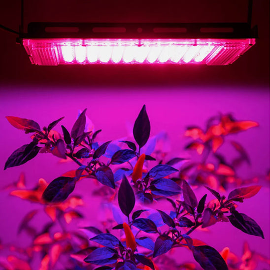 lampe-pour-plante-ficus-violet