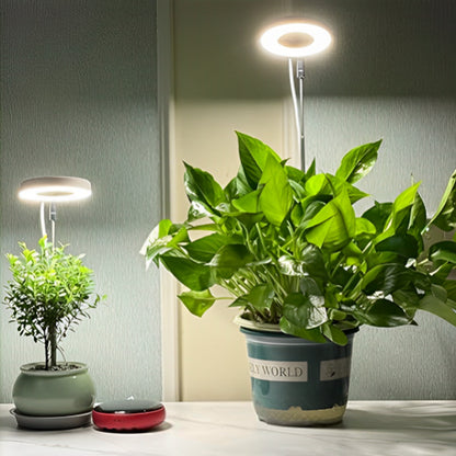 lampe-horticole-gasteria-principale
