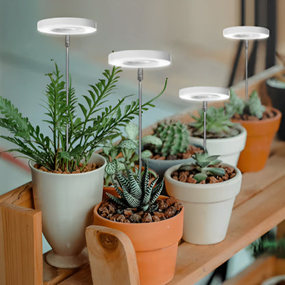 lampe-horticole-gasteria-soleil-1