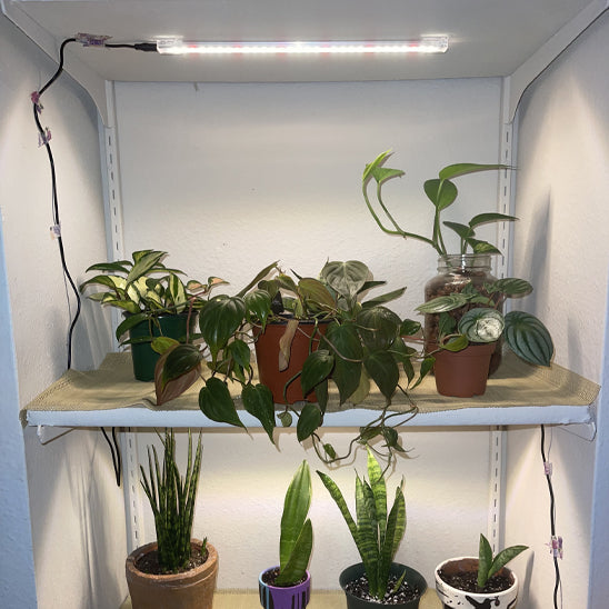 lampe-horticole-led-calathea-4000k