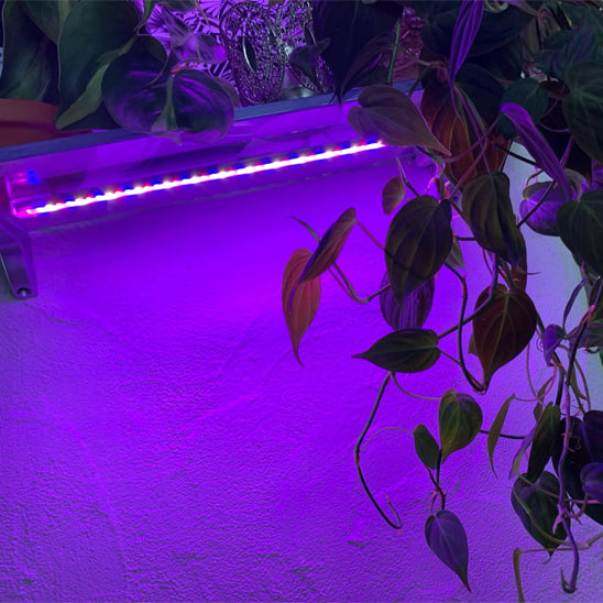 lampe-horticole-led-calathea-lumineux