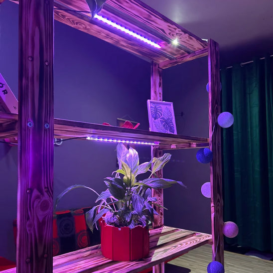 lampe-horticole-led-calathea-plante
