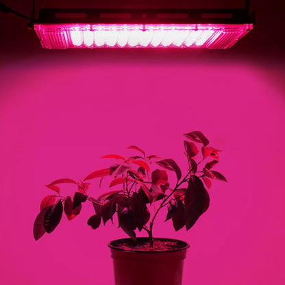 lampe-pour-plante-ficus-LED