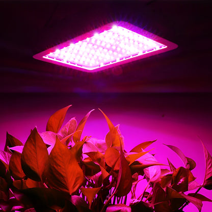 lampe-pour-plante-ficus-semis