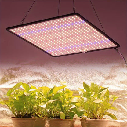 lampe-pour-plante-opuntia-croissance