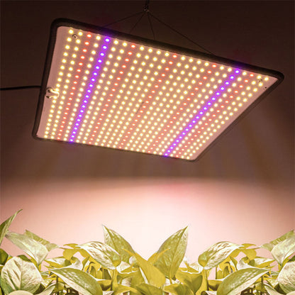 lampe-pour-plante-opuntia-interieur