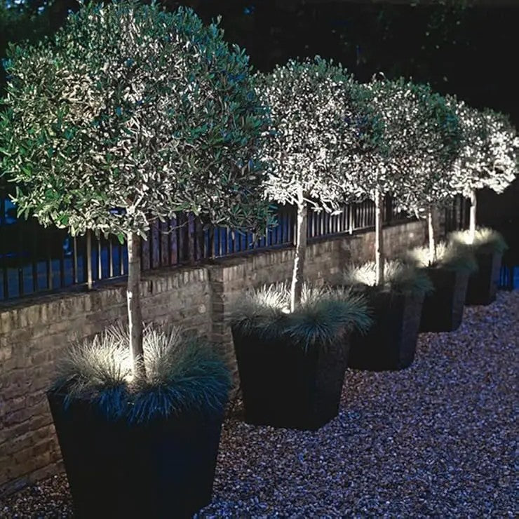 projecteur-solaire-torcular-arbre